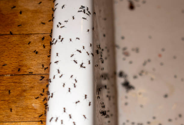 Best Affordable Pest Control Services  in Powell, OH